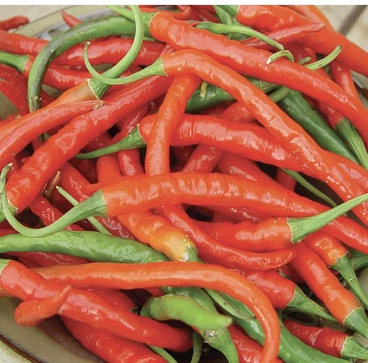 Cayenne Pepper Seeds 50+ Non-GMO Long Red Slim Capsicum annuum Vegetable Seeds for Spicy Cooking and Gardening