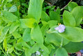 Setcreasea Tradescantia Brevifolia Green Queen Plant - Indoor Houseplant, Flowering Wandering Jew, Low Maintenance, Starter Plant