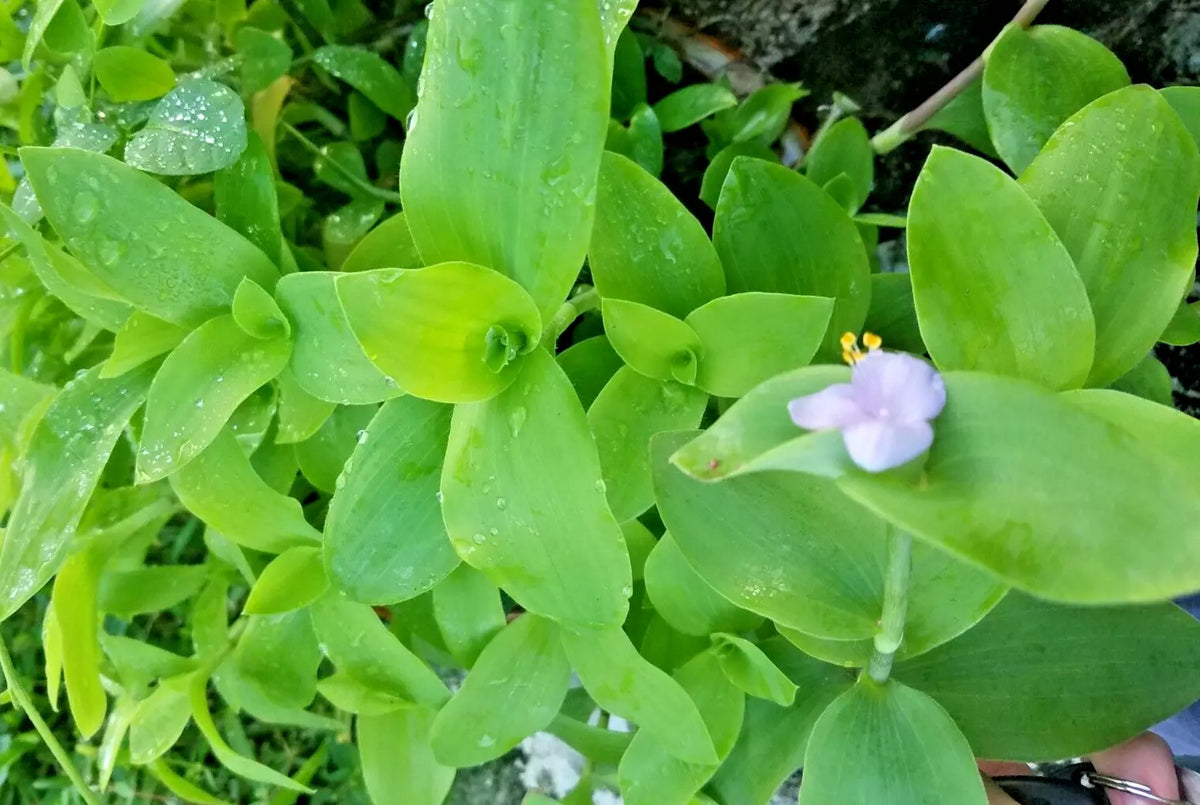 Setcreasea Tradescantia Brevifolia Green Queen Plant - Indoor Houseplant, Flowering Wandering Jew, Low Maintenance, Starter Plant
