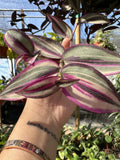 Wandering Jew Plant Cutting - Variegated White Tradescantia for Indoor Propagation
