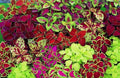 Coleus Seeds Rainbow Mix - 100+ Seeds, Colorful Foliage, Plectranthus scutellarioides, Annual Plant