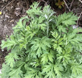 Japanese Mugwort Seeds, Yomogi, Medicinal Herb, Artemisia Princeps, Organic Non-GMO, Culinary & Herbal Use, Pack of 100