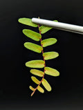 Marcgravia sp. Mendez Arrowhead Cutting | 10-Leaf Indoor Terrarium Plant