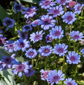 Daisy Seeds - 50 Non-GMO Heirloom Blue Felicia Heterophylla Pollinator-Friendly Garden Planting