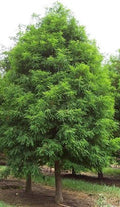 Bald Cypress Tree Live Plant 1 QT Taxodium distichum Deciduous Conifer for Gardens & Landscapes