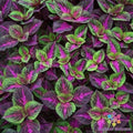 Coleus Seeds - 25+ Purple Green Foliage Variety for Garden Planting - Solenostemon scutellarioides