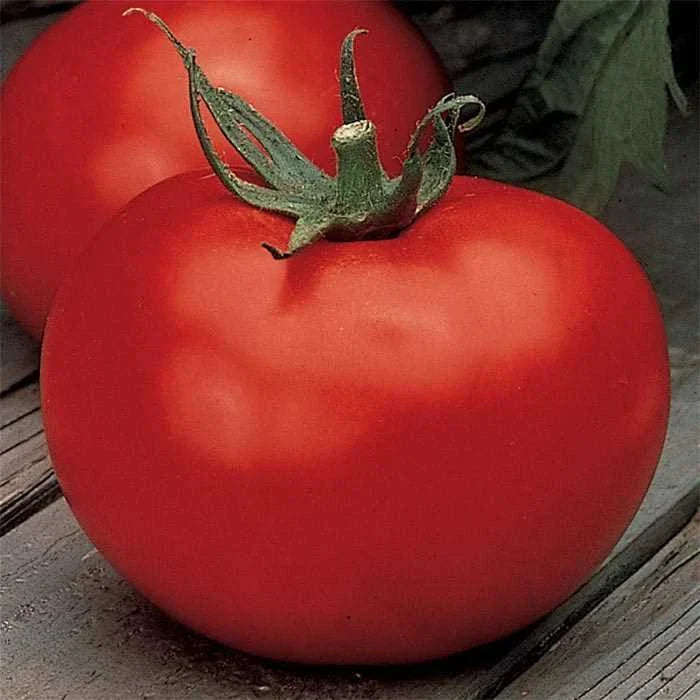 Better Boy Tomato Seeds F1 Hybrid – Non-GMO VFN Heirloom Garden Seeds – Solanum lycopersicum