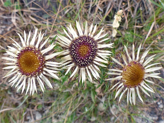 Carline Thistle Seeds - 200+ Pack - Drought-Tolerant Perennial - Carlina vulgaris - Native to USA