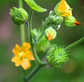 Velvetleaf Seeds - 50 Seeds - Button Bush (Abutilon theophrasti) - Compact, Bushy, Bright Flowers, Low Maintenance