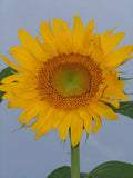 Sunflower Seeds - 22 Pack - Tall Yellow Helianthus annuus - Skyscraper Variety for Garden, Pollinator Attraction, Cut Flowers