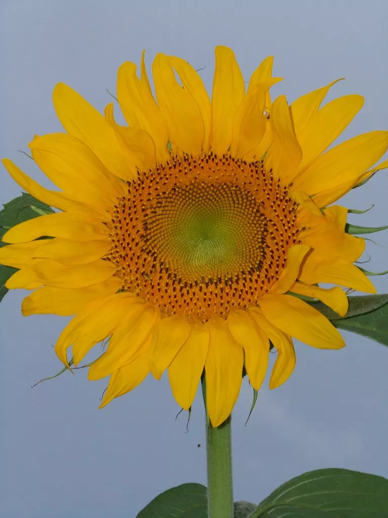 Sunflower Seeds - 22 Pack - Tall Yellow Helianthus annuus - Skyscraper Variety for Garden, Pollinator Attraction, Cut Flowers
