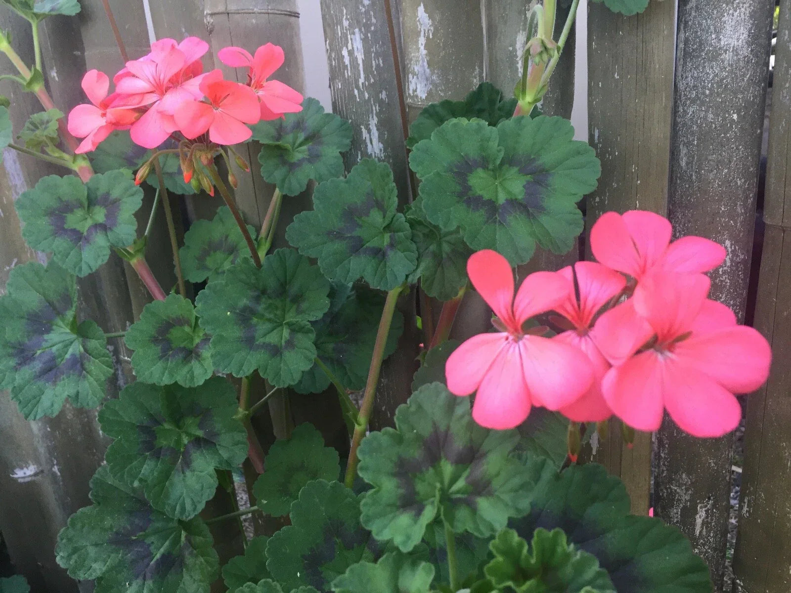 Fresh Zonal Geranium Cuttings – Pelargonium hortorum Orange-Pink – Live Unrooted Stems for Garden Beds, Containers & Baskets