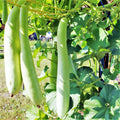 Cucuzza Squash Seeds - Lagenaria siceraria Heirloom Vegetable Seeds for Garden, Snake Gourd, Vining, 2025 Planting
