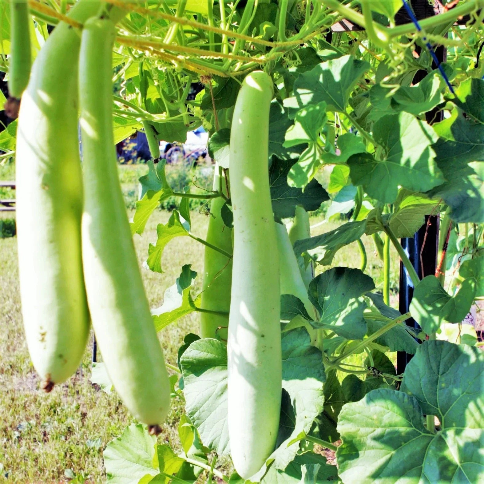 Cucuzza Squash Seeds - Lagenaria siceraria Heirloom Vegetable Seeds for Garden, Snake Gourd, Vining, 2025 Planting