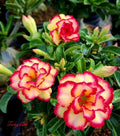 Desert Rose Plant Seedling - Small Adenium Obesum Rooted 4-6 Inches - TONGKUM, Pink to Red Flowers, Drought-Tolerant Indoor Garden