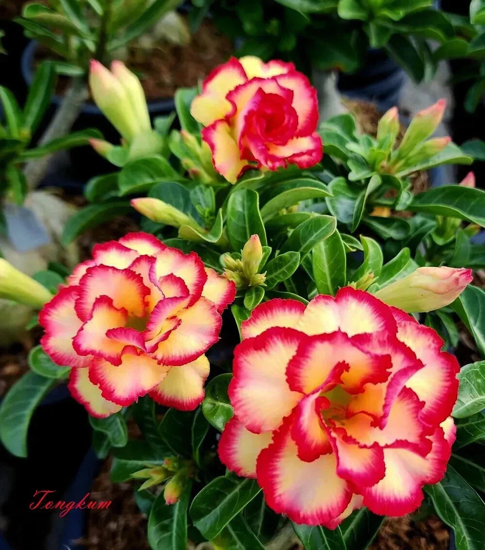 Desert Rose Plant Seedling - Small Adenium Obesum Rooted 4-6 Inches - TONGKUM, Pink to Red Flowers, Drought-Tolerant Indoor Garden