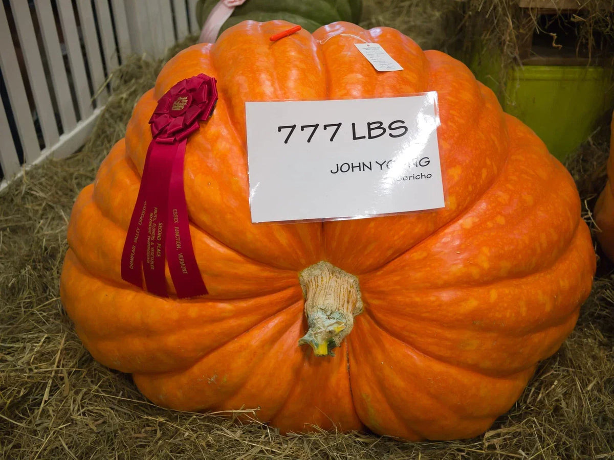 Colossal Pumpkin Seeds 15 Pack - Cinderella Variety Cucurbita maxima for Giant Pumpkin Growth