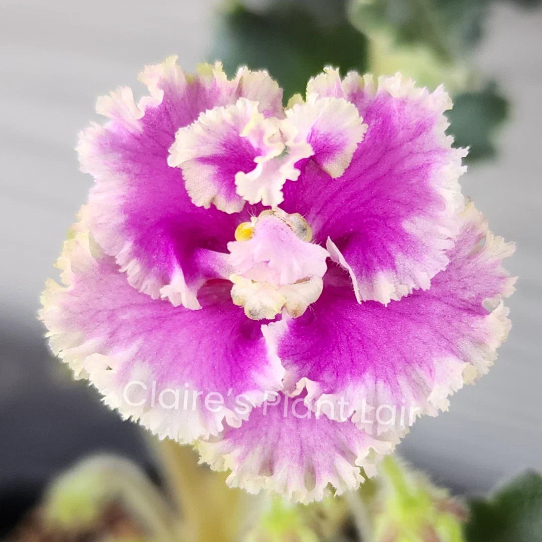 African Violet Leaf Cutting - LE-Rainbow Butterflies, Saintpaulia ionantha, Indoor Plant Propagation, Vibrant Foliage