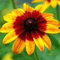 Organic Rudbeckia hirta Seeds - Denver Daisy Flower Pack of 1000 for Gardens, Borders & Containers