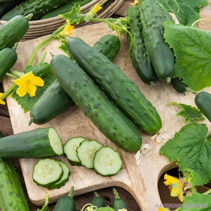 Cucumber Seeds for Garden Planting – 25+ Marketer Variety – Cucumis sativus – Vining, Non-GMO, USA Grown