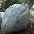Giant Blue Hubbard Sweet Squash Seeds - 10 Pack, Heirloom, Non-GMO, Cucurbita maxima, Organic Gardening