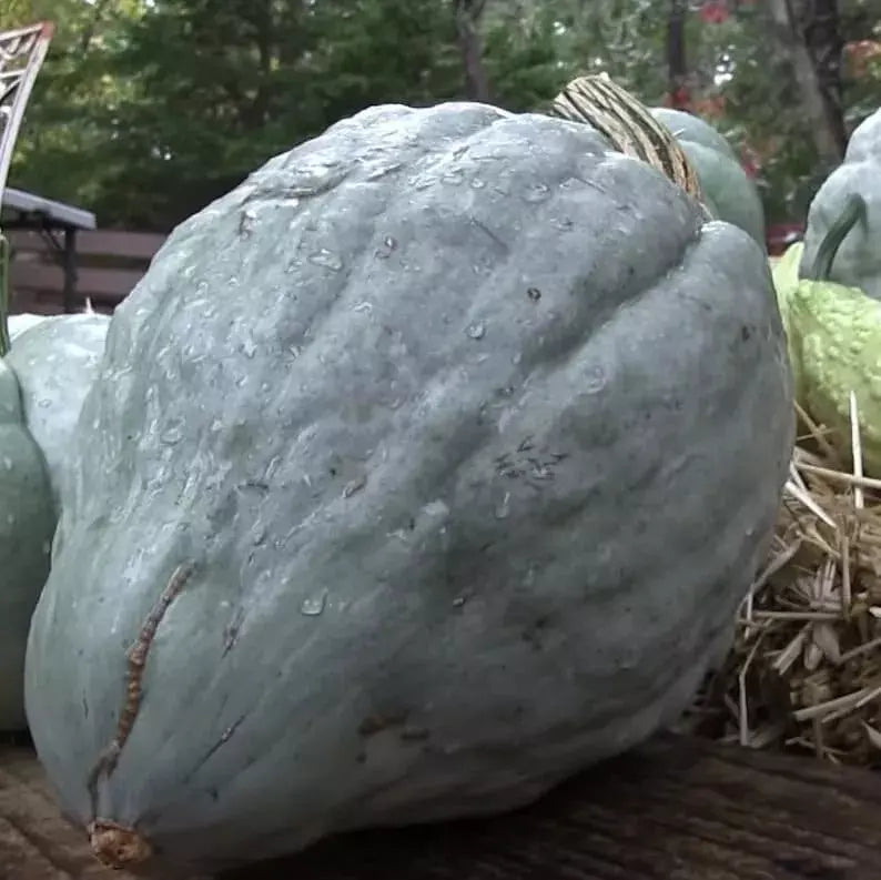 Giant Blue Hubbard Sweet Squash Seeds - 10 Pack, Heirloom, Non-GMO, Cucurbita maxima, Organic Gardening