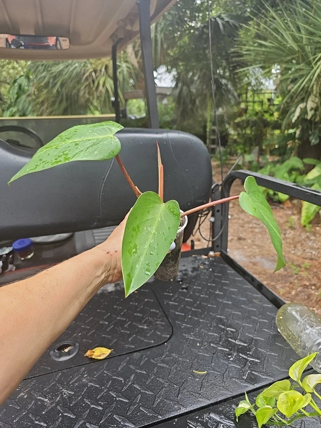 Rooted Top Cutting Philodendron Red Emerald - Live Indoor Houseplant