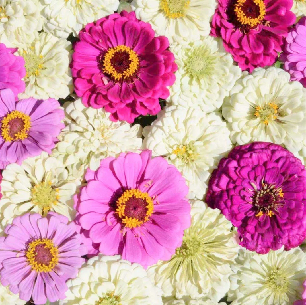 Zinnia Seeds Mix Blueberry Cheesecake Variety - Purple Lavender White Flowers - Zinnia elegans Seed Packet