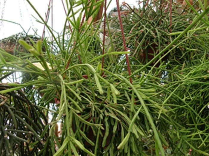 Rhipsalis sulcata Cuttings - 4 Inch Branching Stems with Yellow/White Flowers