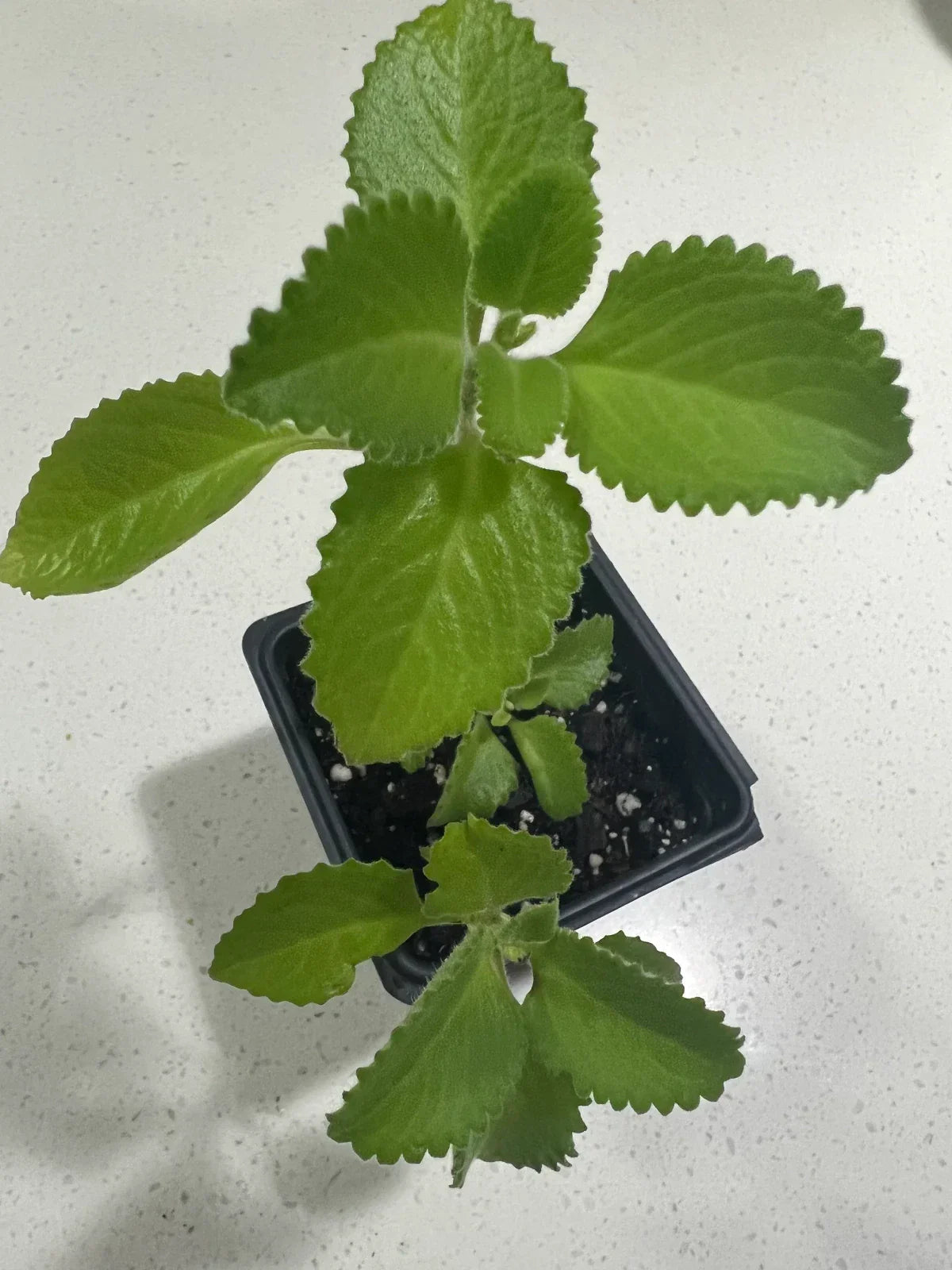 Cuban Oregano Plants - Well Rooted Mexican Mint - Spanish Thyme - Plectranthus amboinicus - 5 to 7 Inches Tall