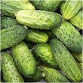 Cucumber Seeds Pack - SMR58 Non-GMO Cucumis sativus for Home Garden, Pickling, Vining, Climbing