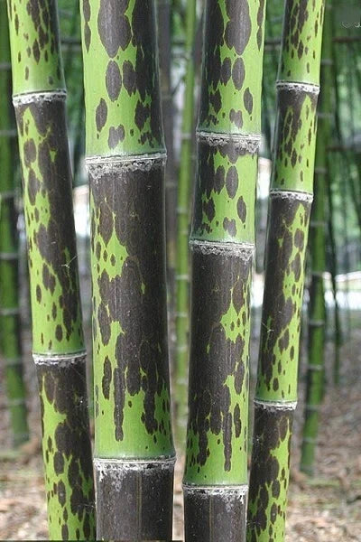 Leopard Bamboo Seeds - Clumping Privacy Plant for Garden, Shade Screen, Phyllostachys aureosulcata, 50 Seeds