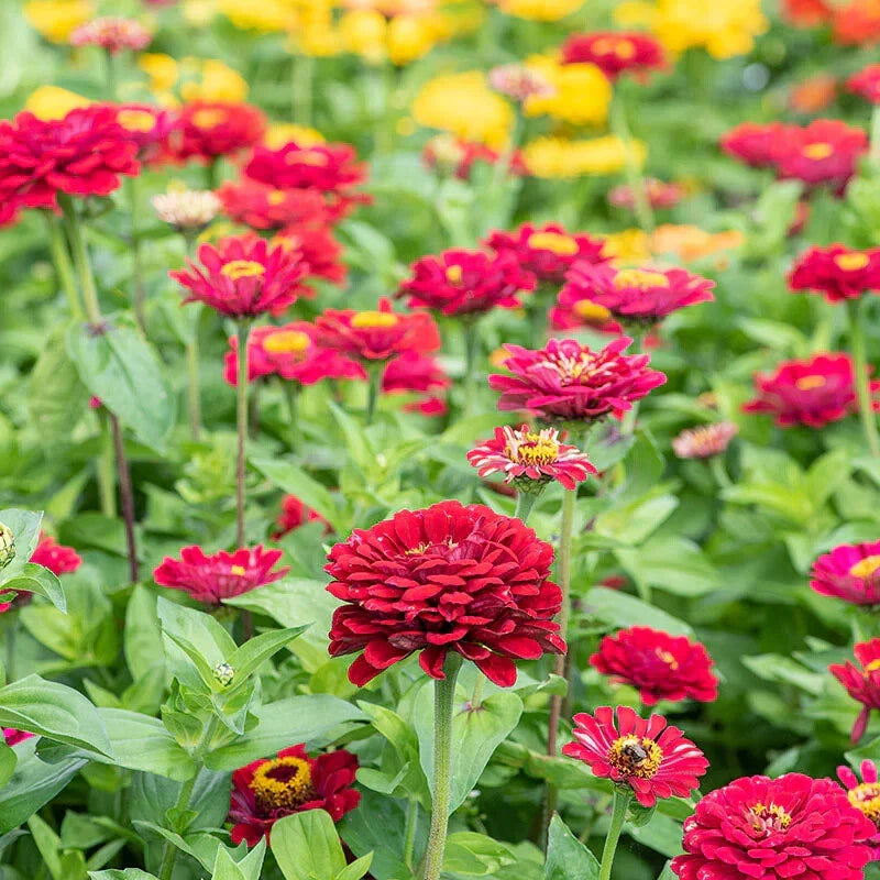 Meteor Zinnia Seeds Pack of 100+ | Colorful Annual Flower Seeds | Zinnia elegans for Garden, Borders & Cut Flowers
