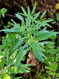 Organic Heirloom Pipicha Seeds 25 Porophyllum linaria for Culinary Gardens, Mexican Herb, Rare Chepiche Variety