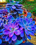 Blue Succulents Seeds Pack – Lithops (Living Stones) Drought-Tolerant Indoor Cactus Seeds, 100pcs