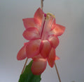 Schlumbergera Congo Starter Plant - Christmas Cactus, Indoor Easy Care, Blooming in Winter, Scientific Name Schlumbergera truncata