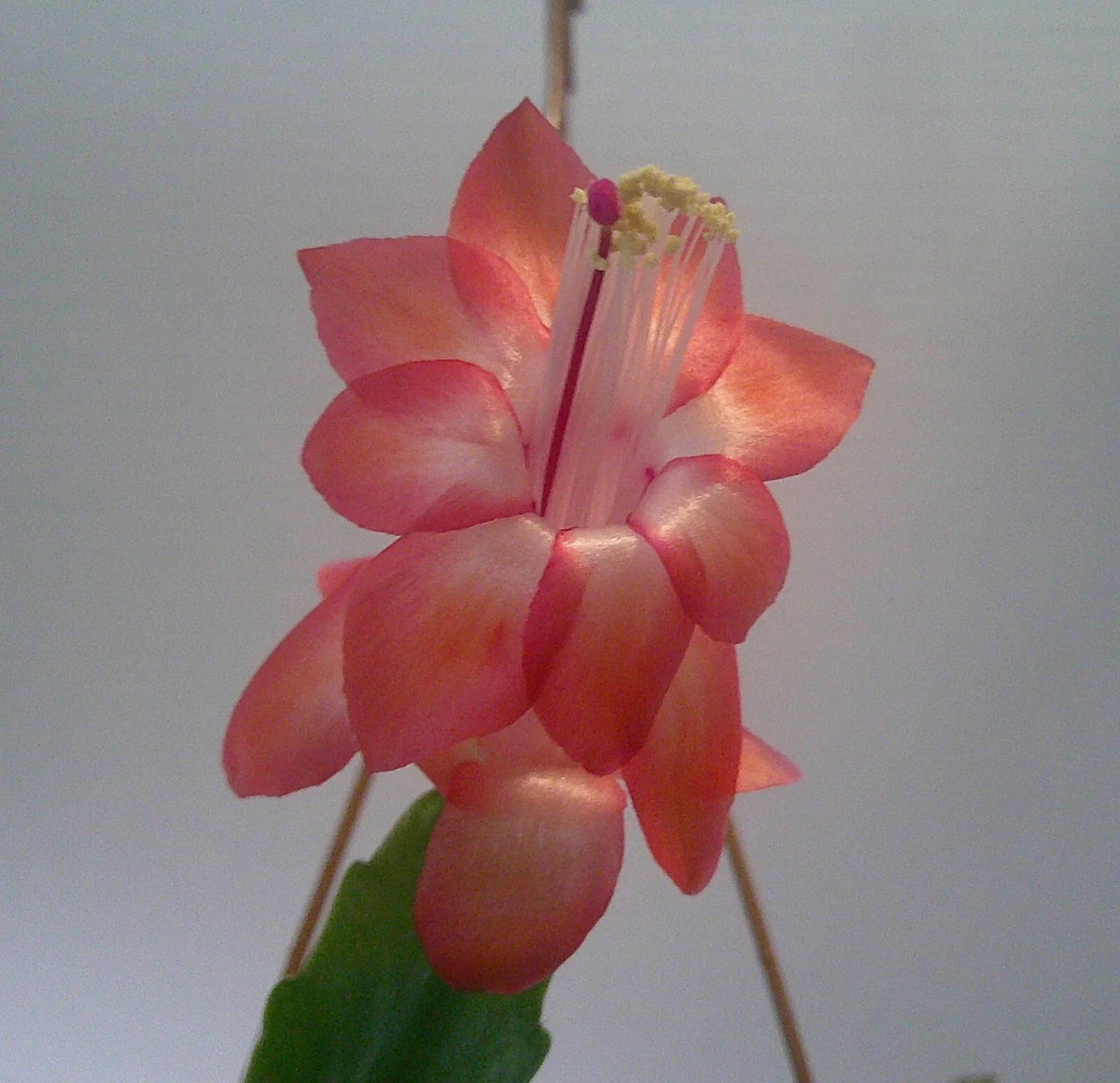 Schlumbergera Congo Starter Plant - Christmas Cactus, Indoor Easy Care, Blooming in Winter, Scientific Name Schlumbergera truncata