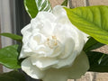 20 Gardenia Jasminoides Cuttings - August Beauty White Fragrant Shrub for Propagation & Landscaping
