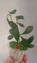 Hoya Heuschkeliana Cutting | Live Plant | Tropical Houseplant | Easy Care Indoor Plant | Trailing Vine