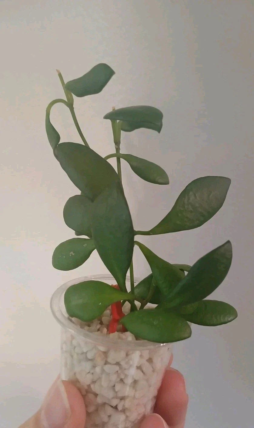 Hoya Heuschkeliana Cutting | Live Plant | Tropical Houseplant | Easy Care Indoor Plant | Trailing Vine