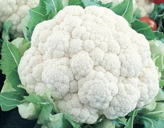 Cauliflower Seeds 400+ Count Self Blanching Non-GMO Heirloom Brassica oleracea Vegetable Seeds