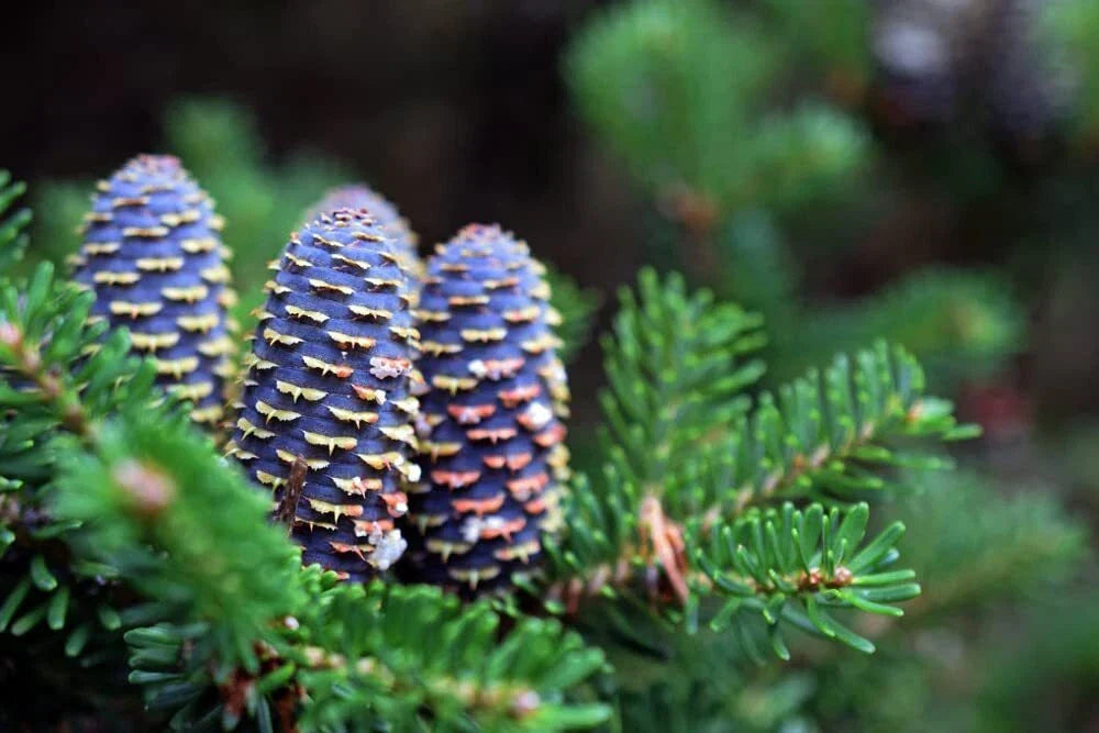 Korean Fir Tree Seeds - Abies koreana - Blue Cone Variety - Evergreen Conifer Seeds for Garden Landscaping