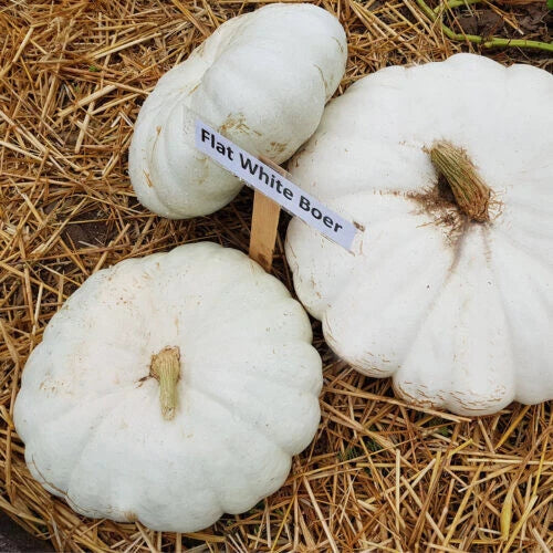 Flat White Boer Pumpkin Seeds – Heirloom Cucurbita maxima for Home Gardening, Culinary Use, Free Shipping