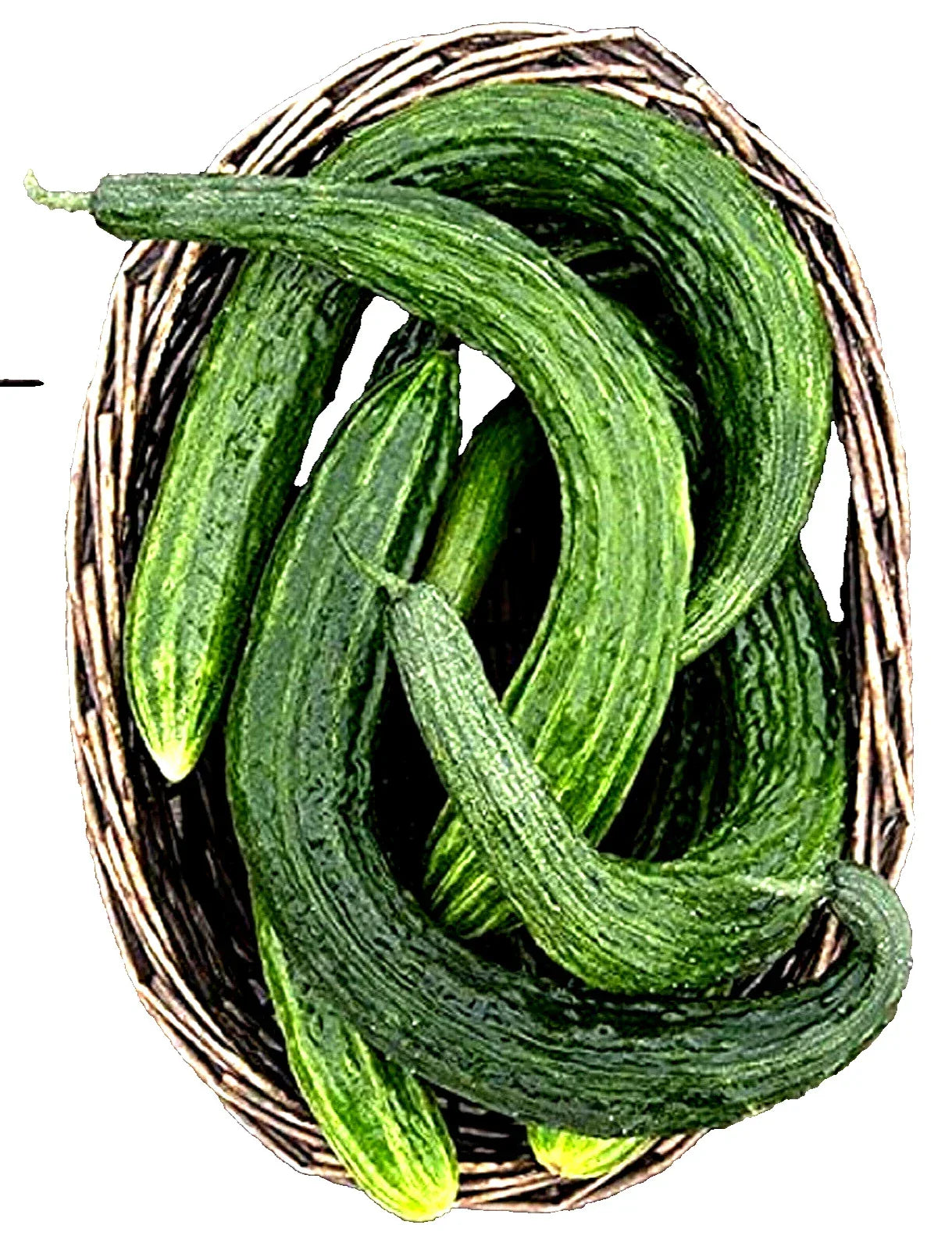 Suyo Long Cucumber Seeds - Non-GMO, Burpless Variety, Cucumis sativus, Long, Crunchy, Ideal for Fresh Eating & Pickling