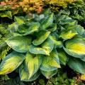 Hosta Plant in 5.25" Pot - Brother Stefan - Shade Perennial with Blue-Green Foliage - Well-Rooted Garden Plant