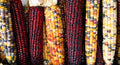 Indian Flint Corn Seeds - Calico Colorful Variety - Zea mays - Heirloom, Ornamental, Edible, 20 Seeds