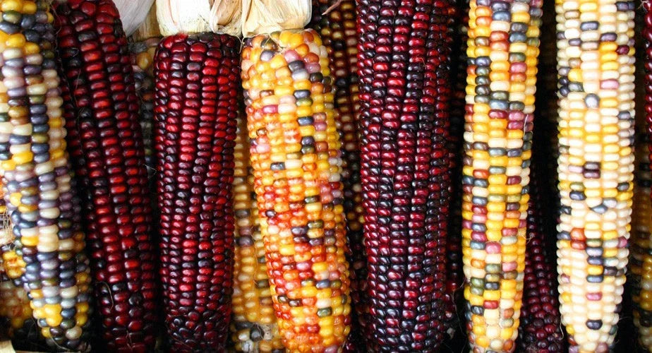 Indian Flint Corn Seeds - Calico Colorful Variety - Zea mays - Heirloom, Ornamental, Edible, 20 Seeds