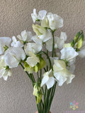 Spencer Ice Cream Sweet Pea Seeds – Climbing Vine, Pastel Blooms, Fragrant, Lathyrus odoratus, Over 50 Seeds, Garden Planting