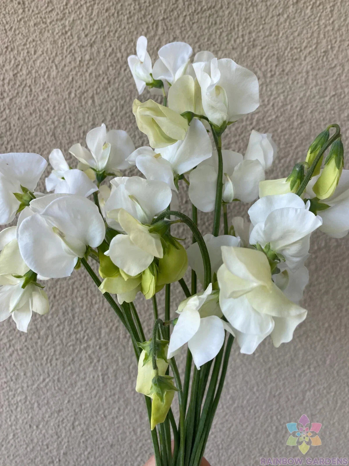 Spencer Ice Cream Sweet Pea Seeds – Climbing Vine, Pastel Blooms, Fragrant, Lathyrus odoratus, Over 50 Seeds, Garden Planting