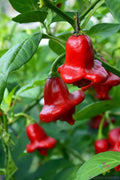 Bishop's Crown Hot Pepper Seeds - Heirloom Capsicum baccatum - 25+ Pack for Garden Planting, Salsas & Hot Dishes